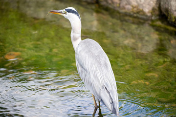 Egrets in the park