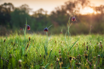 Spring sunny morning in grassland