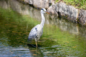 Egrets in the park