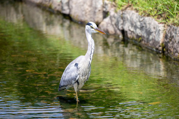 Egrets in the park