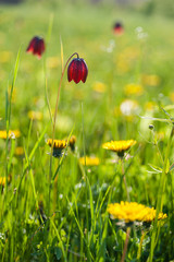 Spring sunny morning in grassland