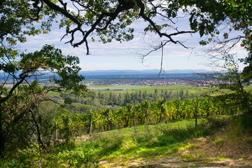 Weinberge bei Dambach La ville im Elsass im frühen Herbst