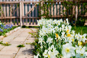 Flowers white daffodils on a bed near a paved path in a beautiful garden