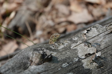 Spring