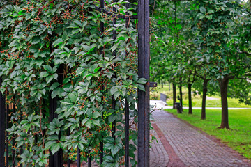Parthenocissus plant on the iron gate. Green virginia creeper leaves