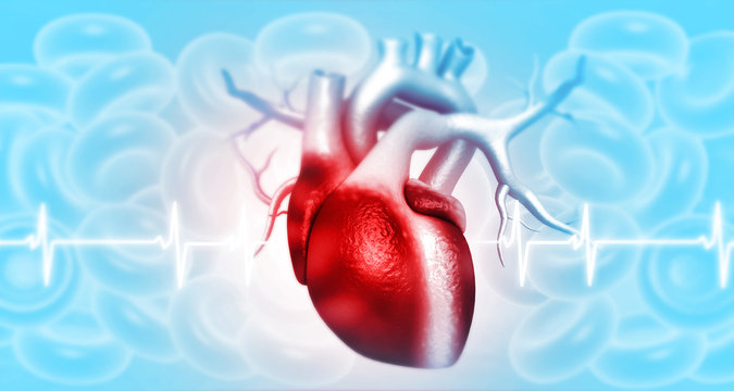 Anatomy of Human Heart. 3d illustration.
