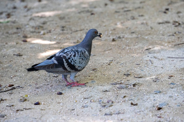 Pigeon in the park