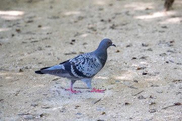 Pigeon in the park