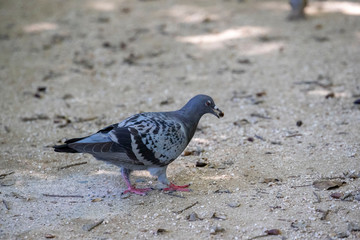 Pigeon in the park