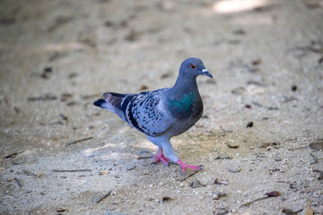 Pigeon in the park