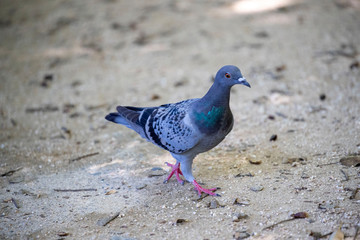 Pigeon in the park