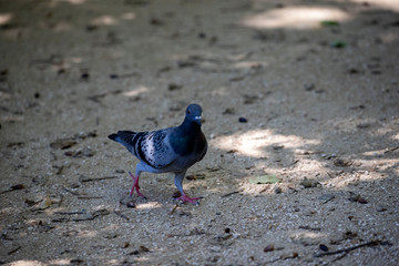 Pigeon in the park