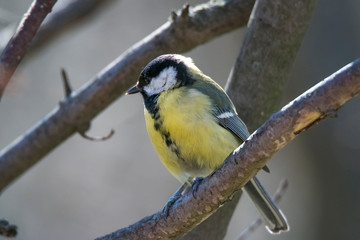 Spring