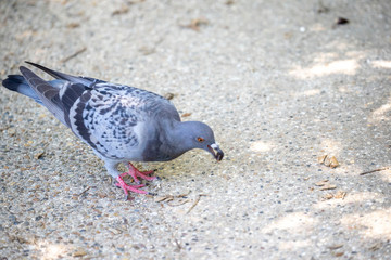 Pigeon in the park