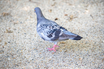 Pigeon in the park
