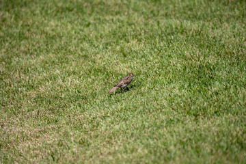 Sparrow in the park