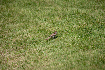 Sparrow in the park