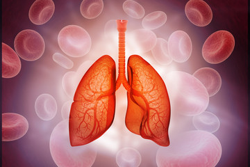 Human lungs anatomy. 3d illustration.