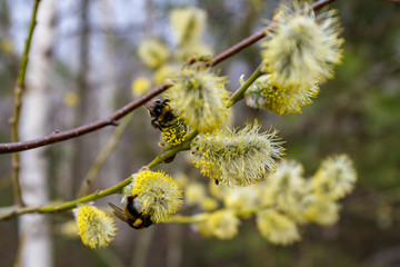 Spring