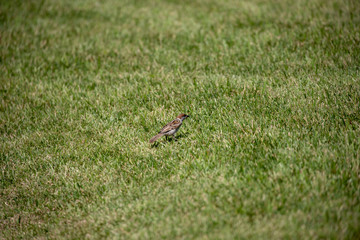 Sparrow in the park