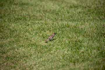 Sparrow in the park
