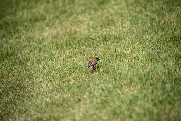 Sparrow in the park