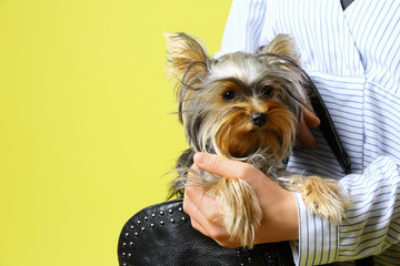 Woman holding black bag with Adorable Yorkshire terrier on yellow background, space for text. Cute dog
