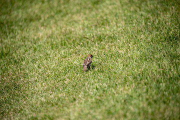 Sparrow in the park