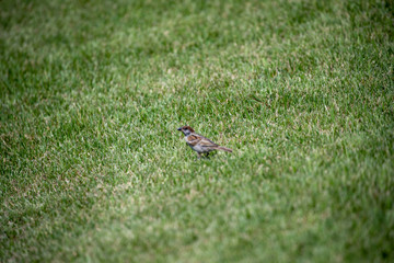 Sparrow in the park