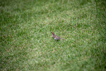 Sparrow in the park