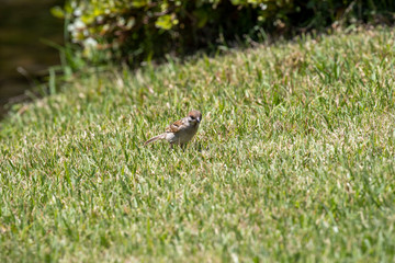 Sparrow in the park