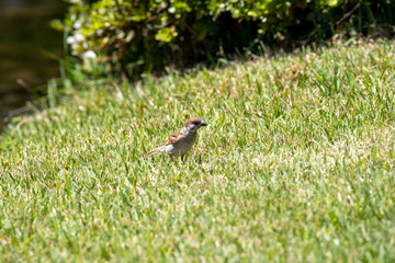 Sparrow in the park