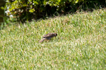 Sparrow in the park