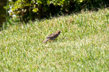 Sparrow in the park