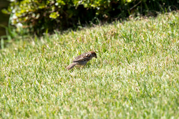 Sparrow in the park