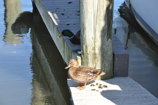 Protective Mallard