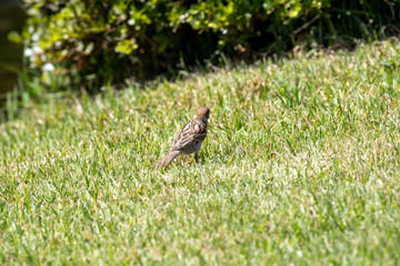 Sparrow in the park