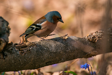 Spring