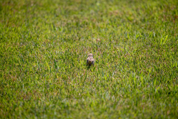 Sparrow in the park