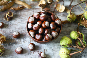 Chestnuts in a bowl. Buckeyes. Autumn composition with chestnuts.