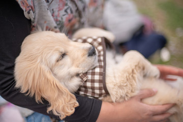 昭和記念公園_ゴールデンレトニエル_桜