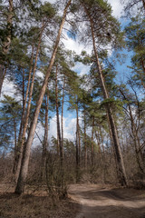 Obraz premium Spring