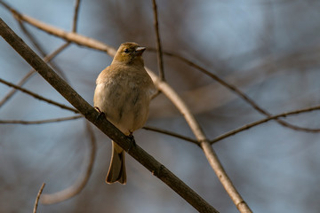 Spring