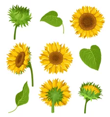 Fotobehang Zonnebloemen De set van zonnebloemen met verschillende elementen en details vectorillustraties