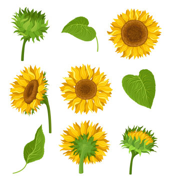 The Set Of Sunflowers With Different Elements And Details Vector Illustrations