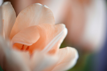 Beautiful soft pink tulip lit with daylight in cloudy weather