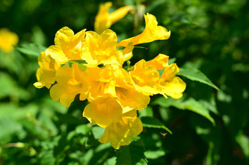 Blooming Yellow Bell, Yellow Elder, Trumpet Vine at Wachirabenchatat Public Park Bangkok Thailand