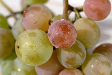Bunch of grapes of the Lydia variety closeup. Shallow depth of field