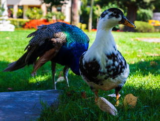 goose and peacock in park