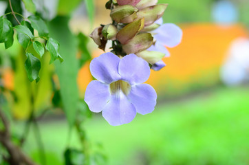 Wachirabenchatat Public Park Bangkok Thailand